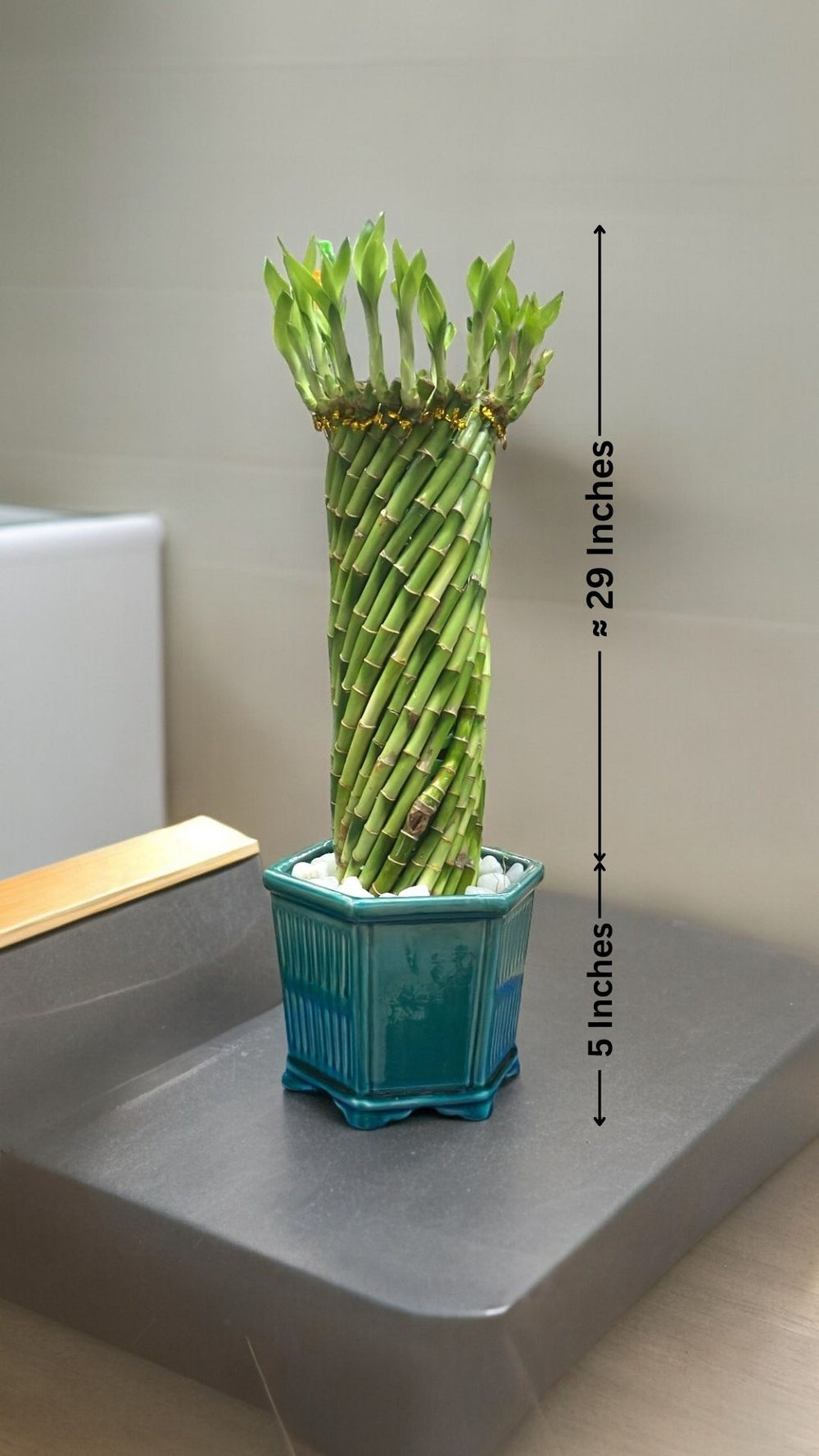  indoor plants 