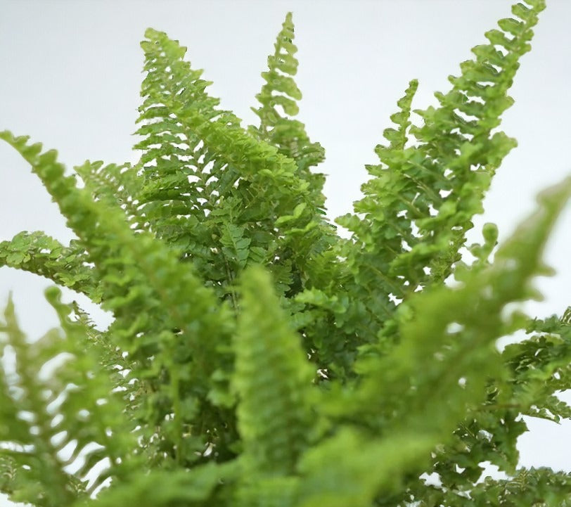 Indoor plants safe home delivery 