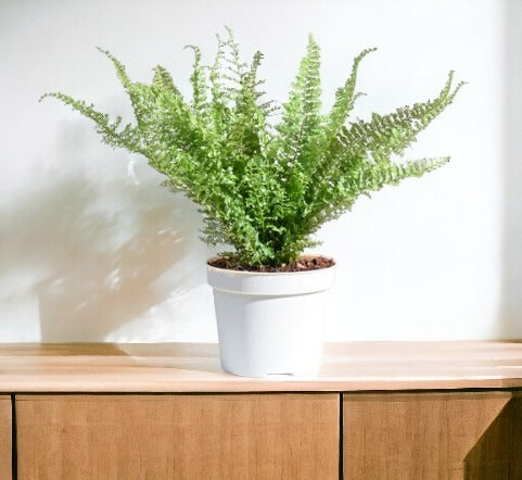 Indoor plant shops in Bangalore