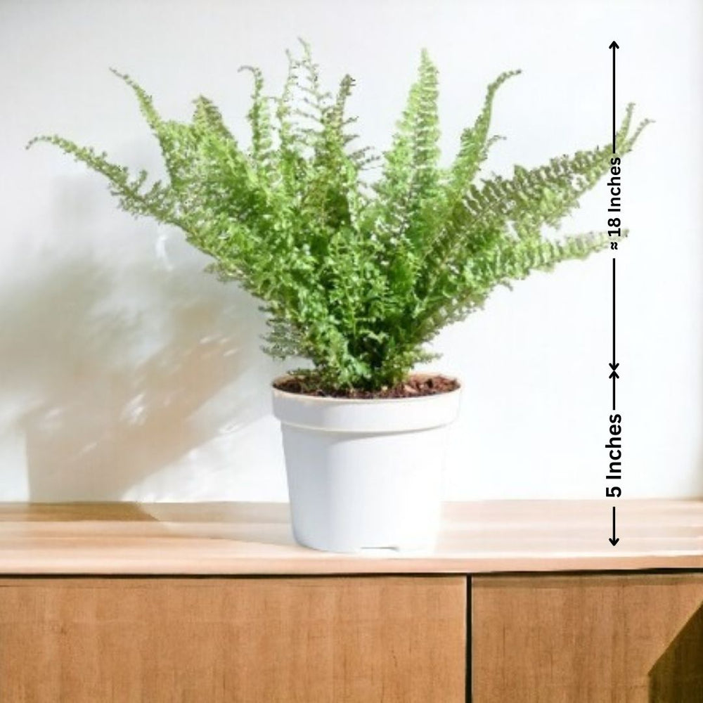 shop indoor plants in Bangalore