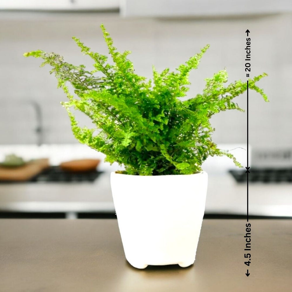 Best indoor plants for Bangalore homes