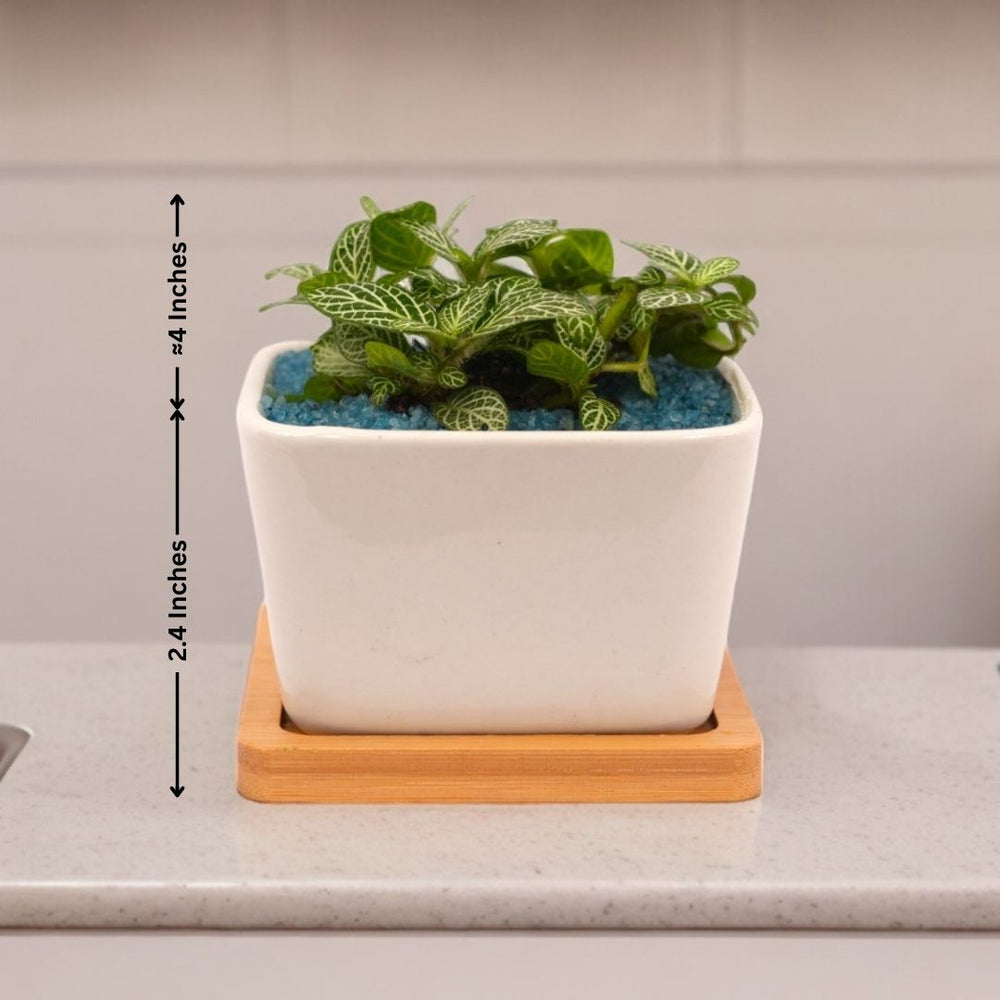 Indoor plant delivery in Bangalore