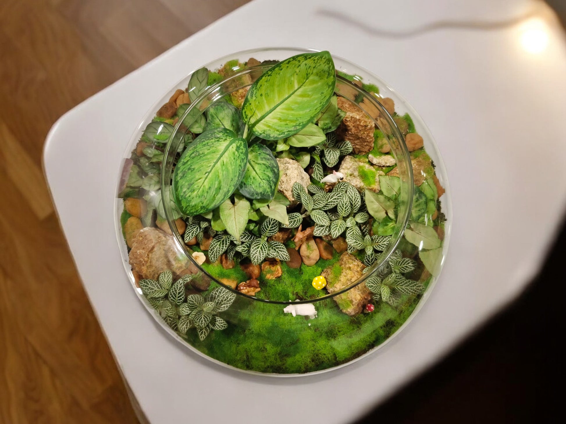 mini terrarium ideas in bangalore