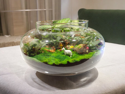 terrarium with Fittonia In Bangalore 