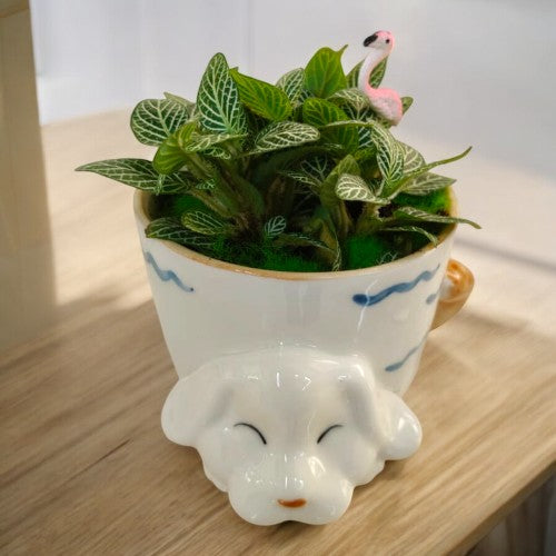 Fittonia plant design in Bangalore 