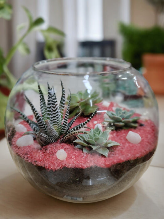 Glass Terrarium Kit Gift, Virtual Plant Party kit