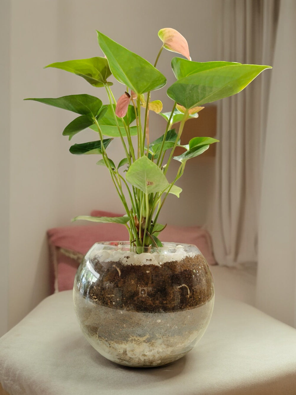 Pink Anthurium Plant in Terrarium