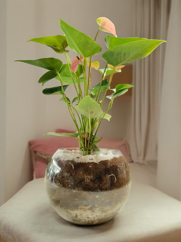 Pink Anthurium Plant in Terrarium indoor plant in a pot