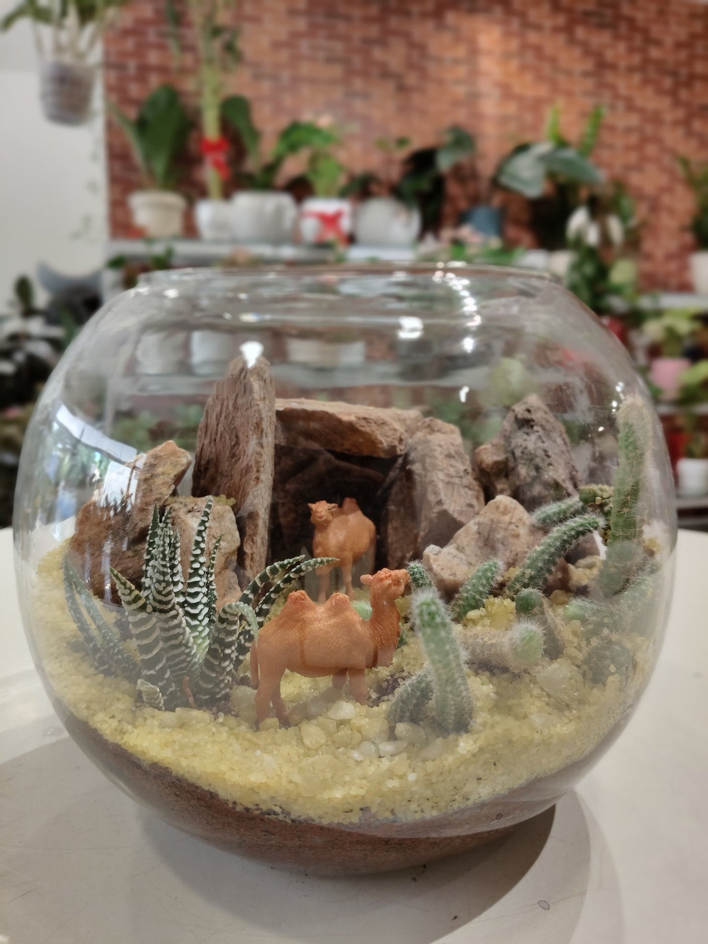 Morden Plants Live Succulent Terrarium Fantastic Plants