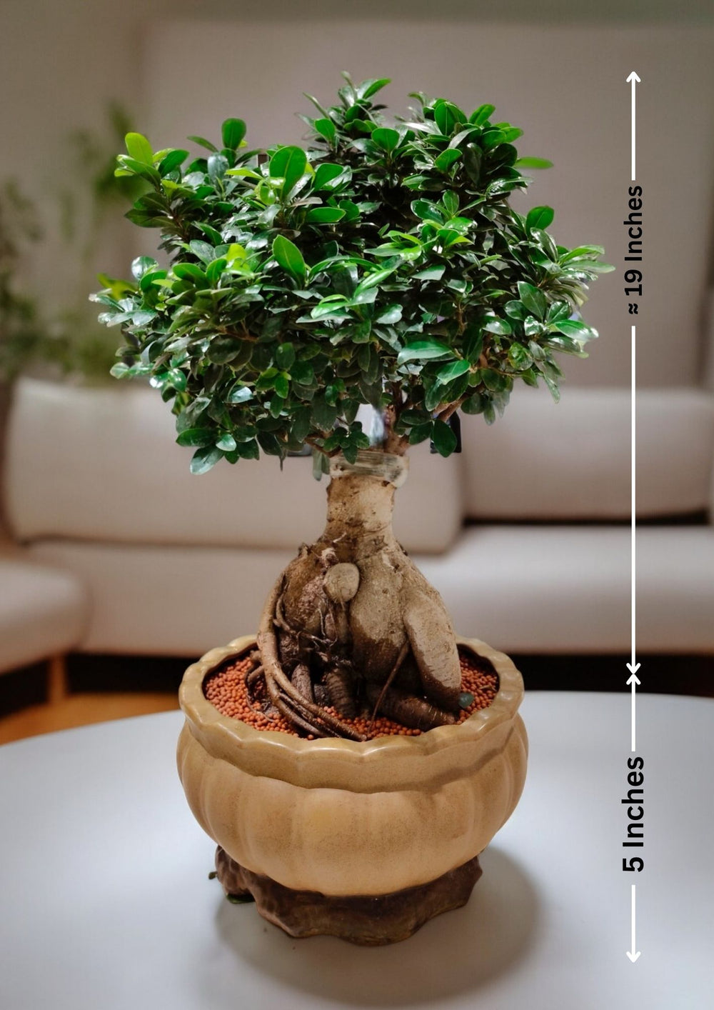Best indoor plants for Bangalore homes