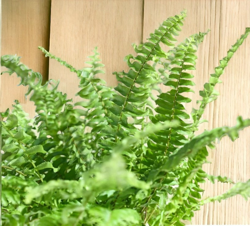 Indoor plant delivery in Bangalore
