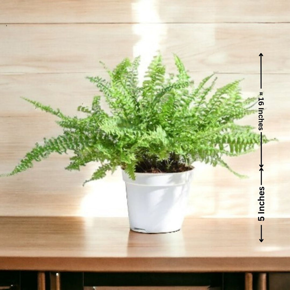 Indoor plant care Bangalore