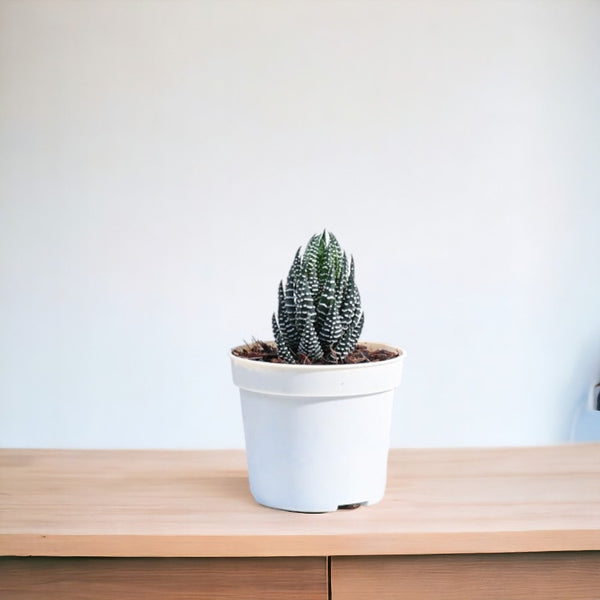 Indoor plant care Bangalore