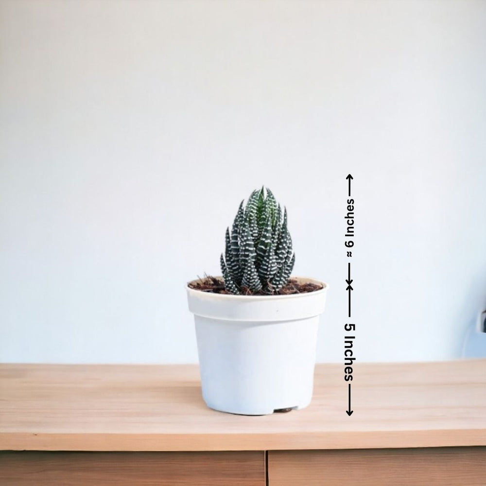 Indoor plant delivery in Bangalore