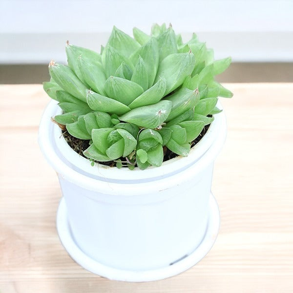 Buy indoor plants online Bangalore