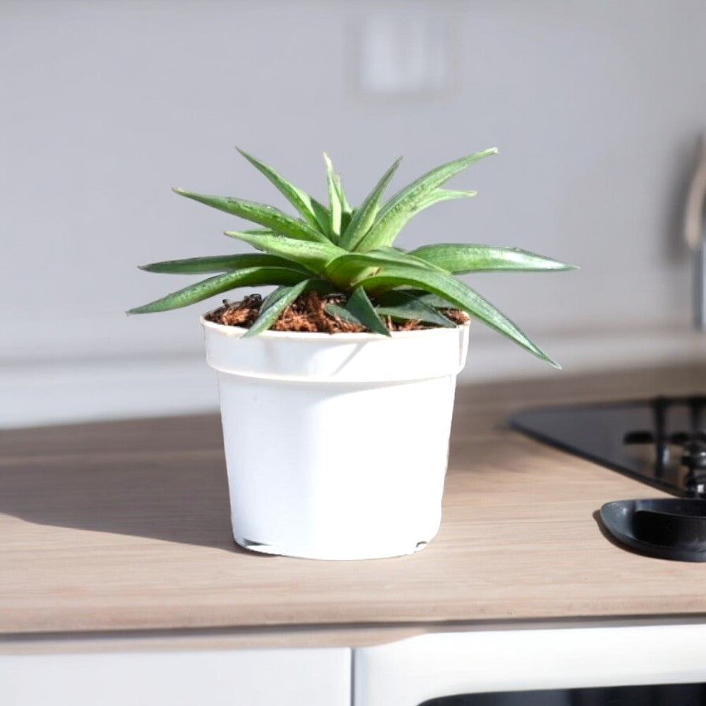 shop indoor plants in Bangalore