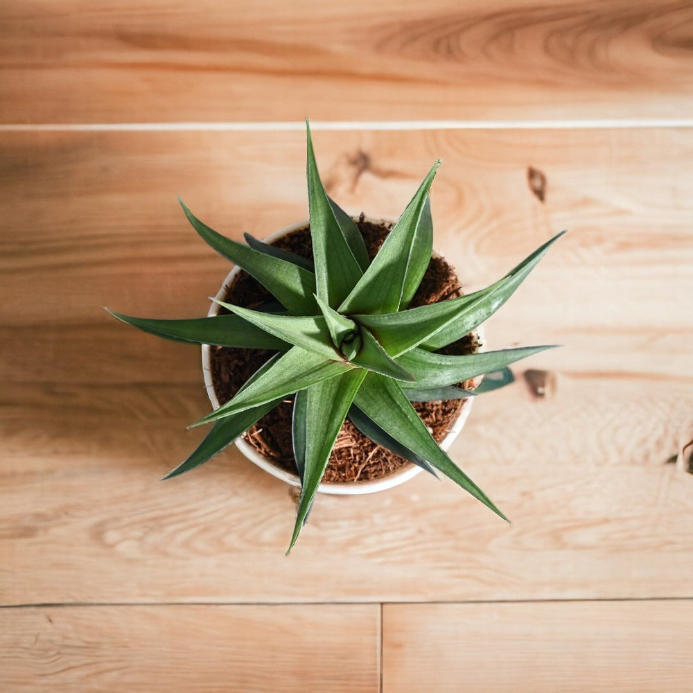 Plants Online in Bangalore for Sale