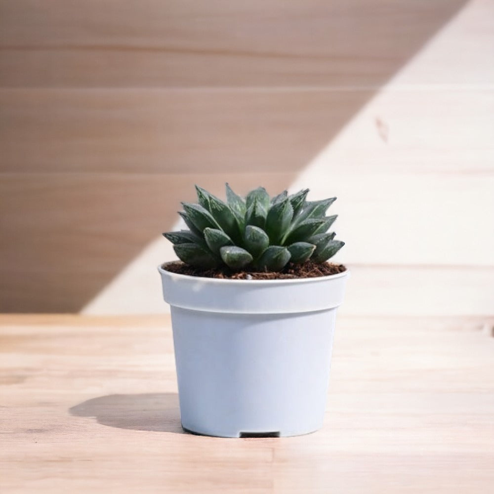 shop indoor plants in Bangalore