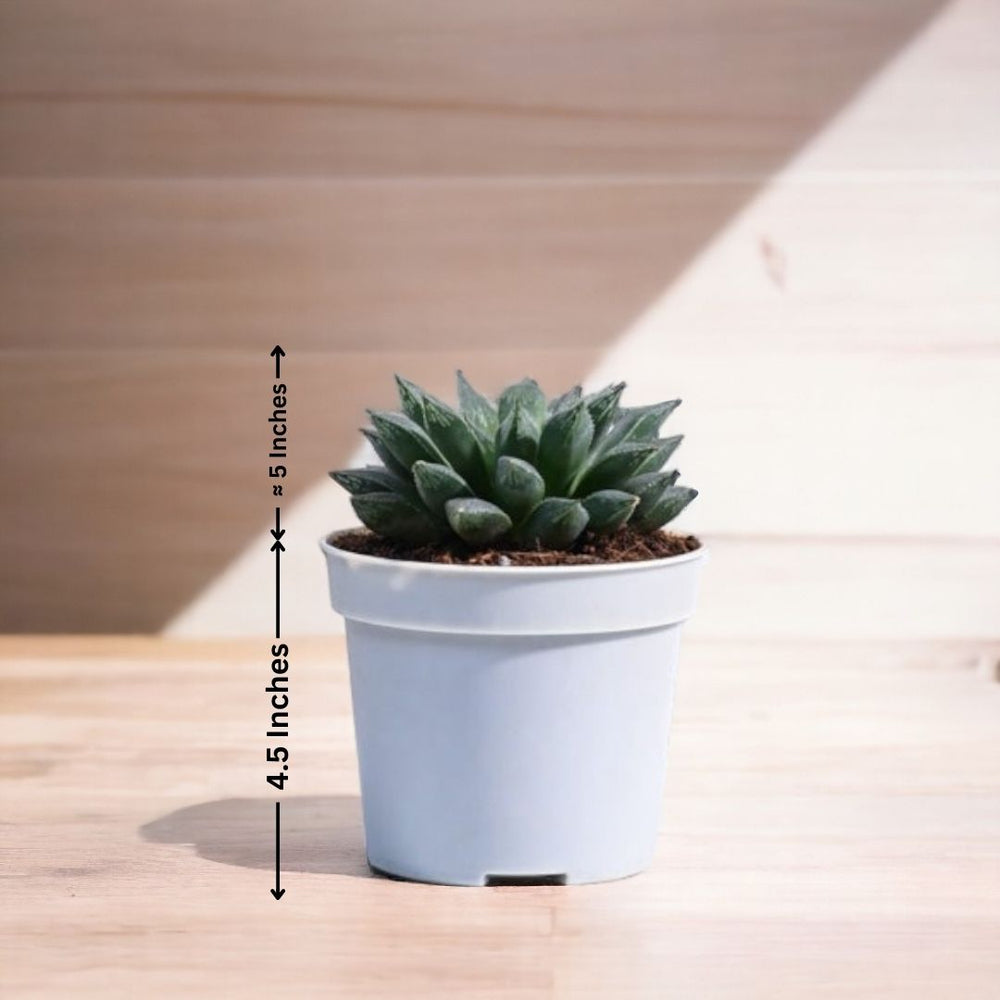 Indoor plant shops in Bangalore