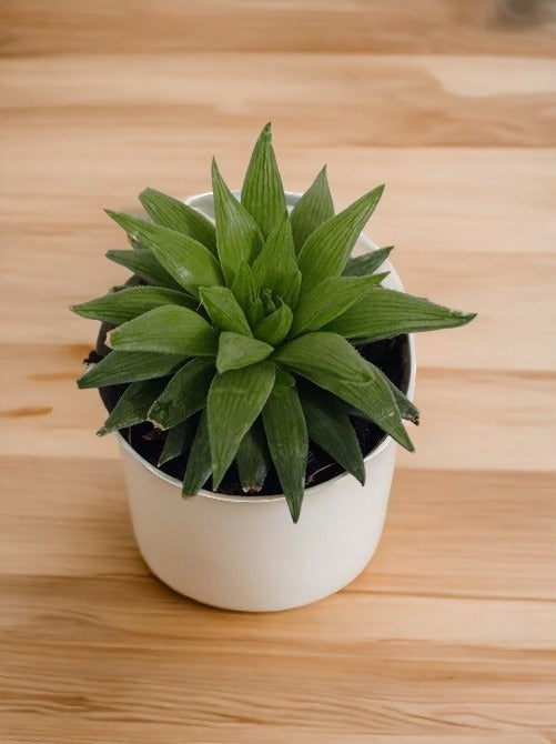 Air-purifying indoor plants Bangalore