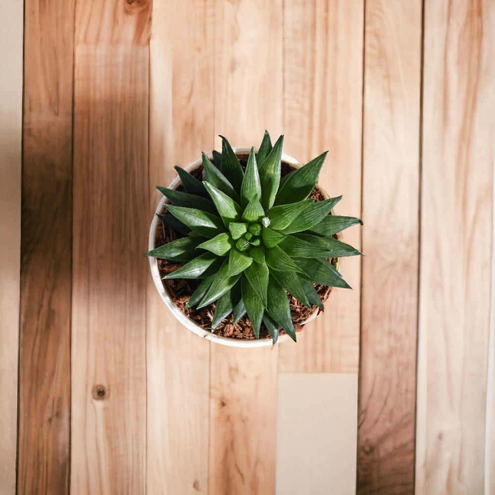Indoor plant delivery in Bangalore