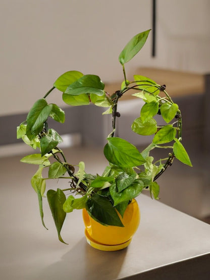 money plant heart shaped leaves Heart Shaped Money Plant Ceramic Pot – Crazyflora
