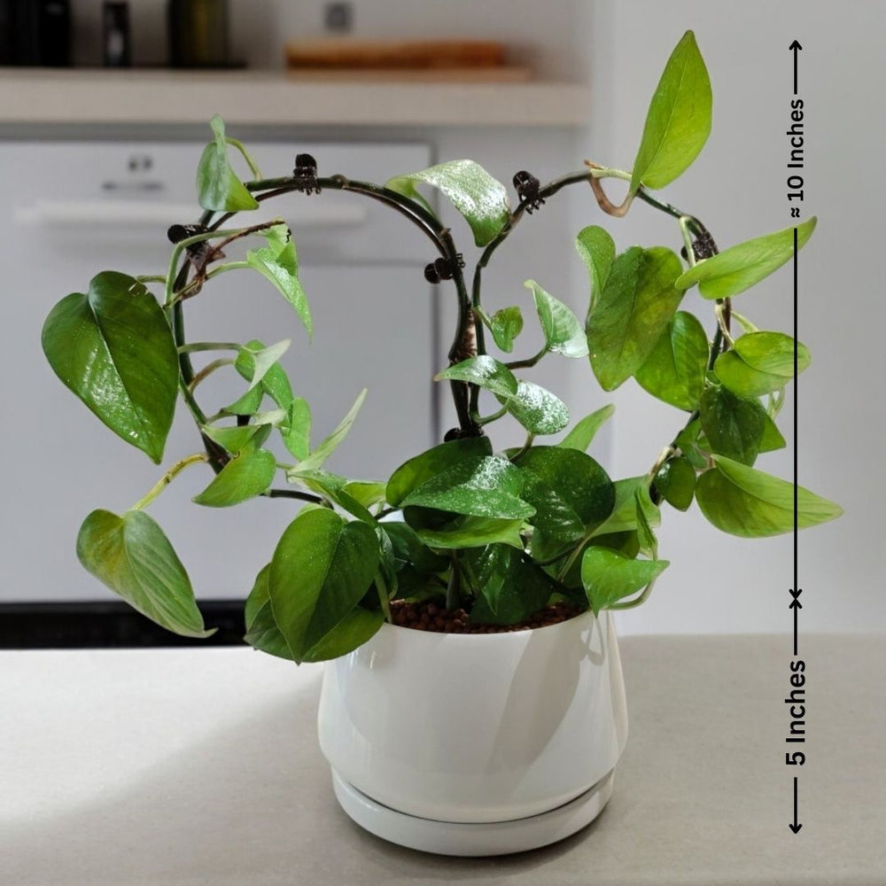 Indoor plants for apartments in Bangalore