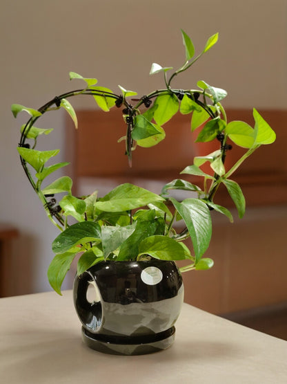 money plant heart shaped leaves Heart Shaped Money plant In Black Ceramic pot – Crazyflora