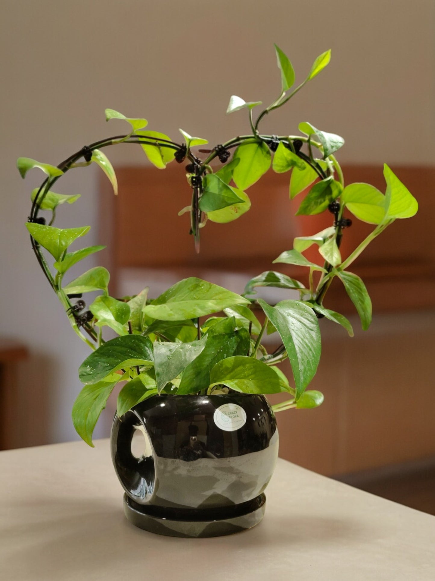 Buy indoor plants online Bangalore