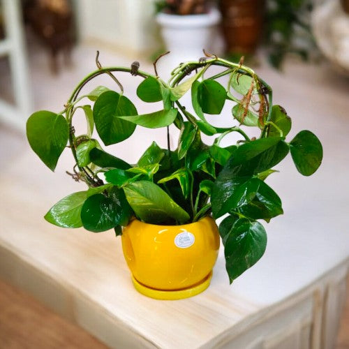 money plant different types near Bangalore 