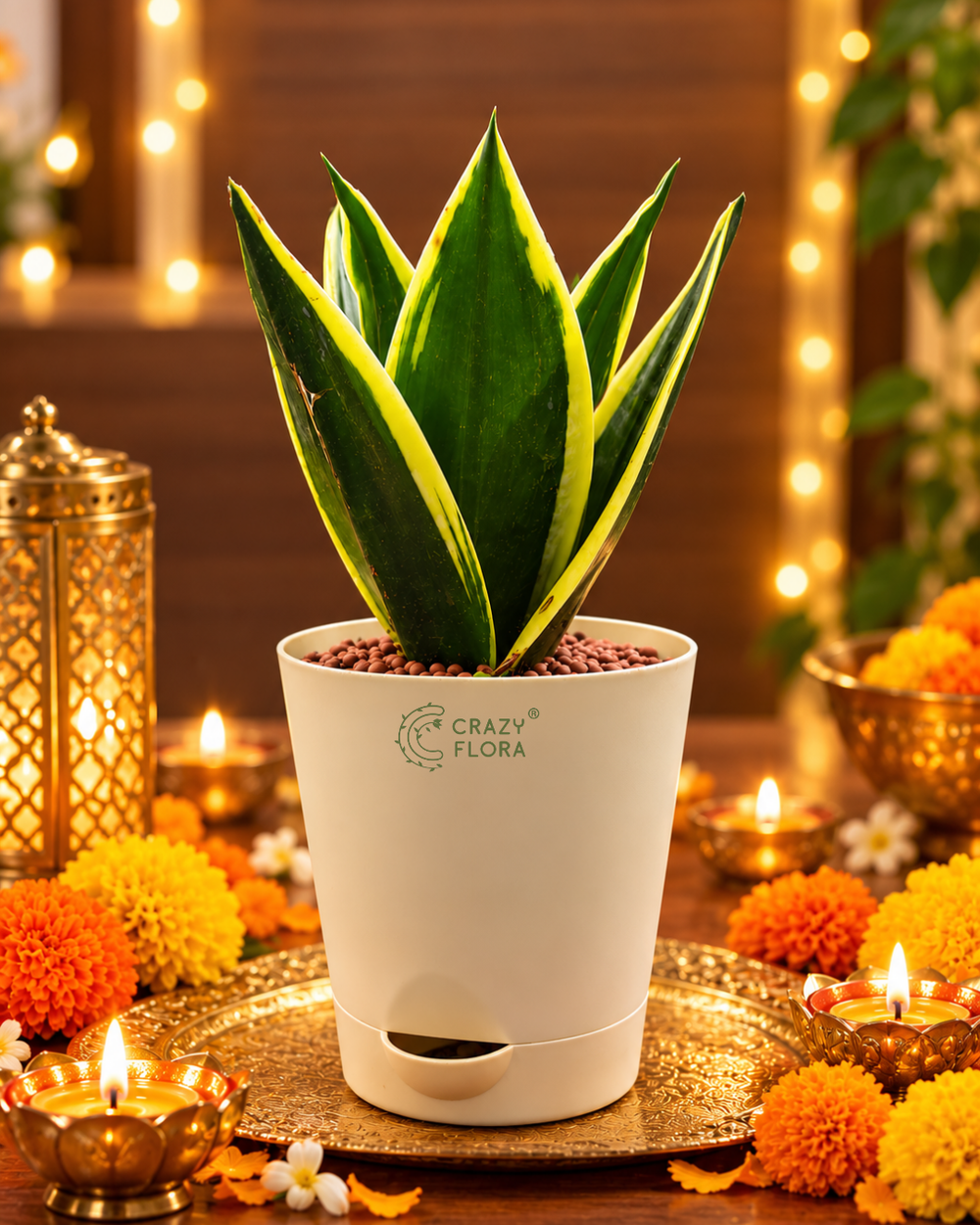 CrazyFlora Snake Plant included in the Deepotsav Hamper