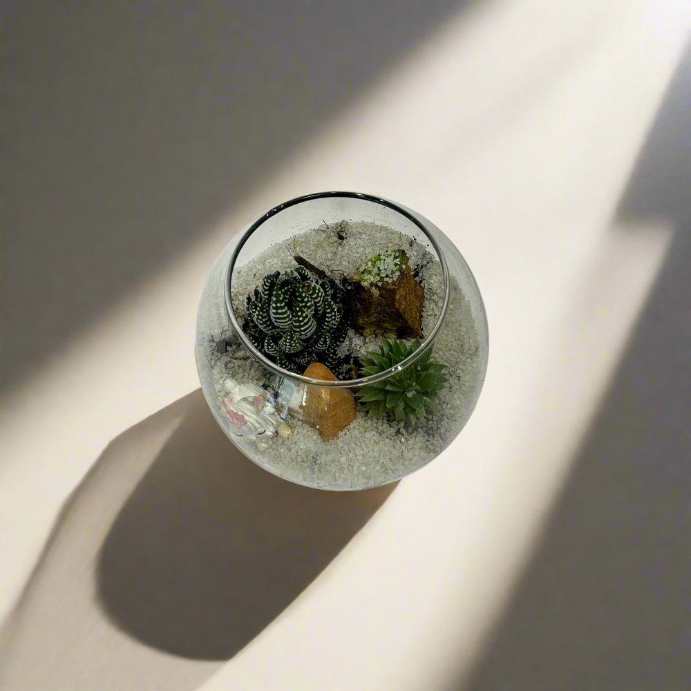 designer plants terrarium