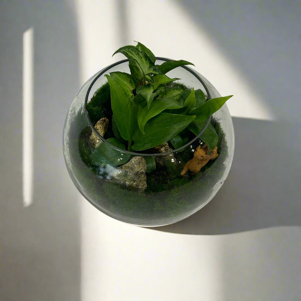 Designer Plants Terrariums