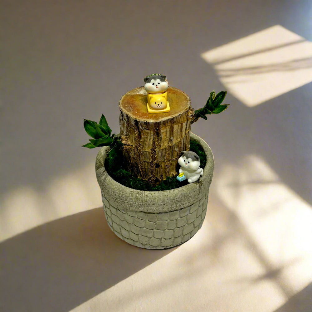 Feng Shui Brazilian Wood Plant with Cement Planter