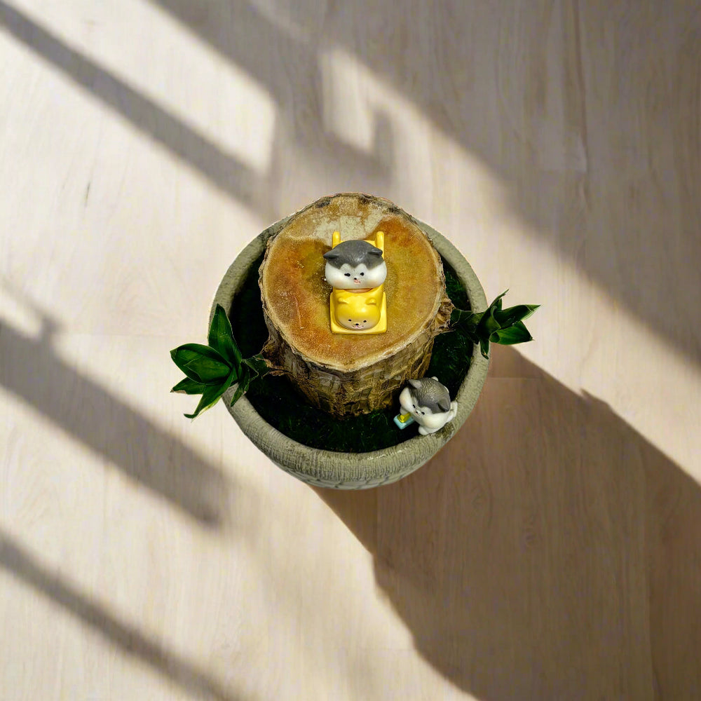 Feng Shui Brazilian Wood Plant with Cement Planter