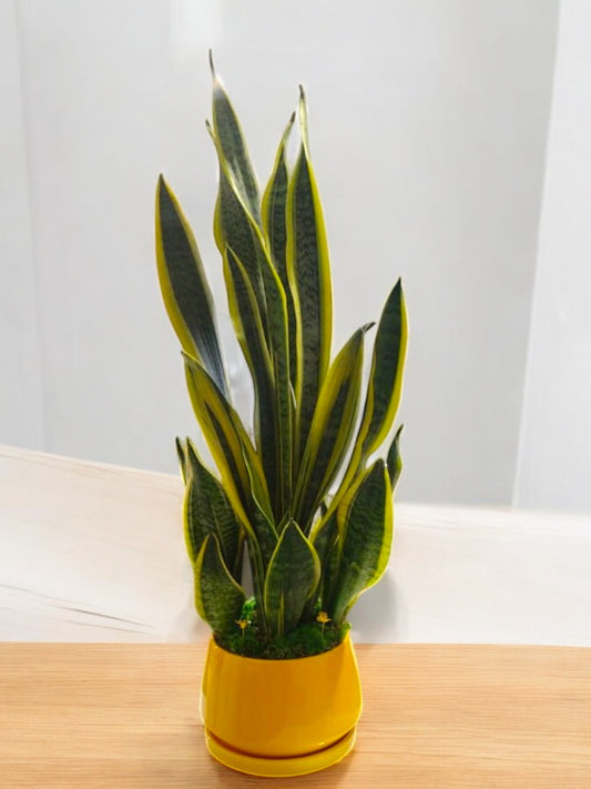 Snake plant with Designer planter