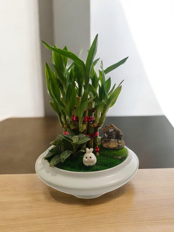 Indoor plants