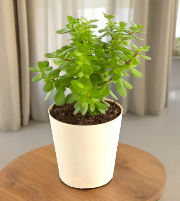 Compact jade mini plant with fleshy green succulent leaves in a small pot
