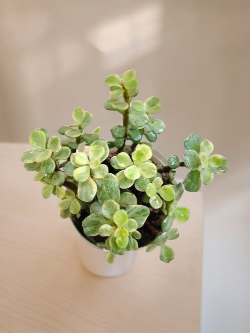 Best indoor plants for Bangalore homes