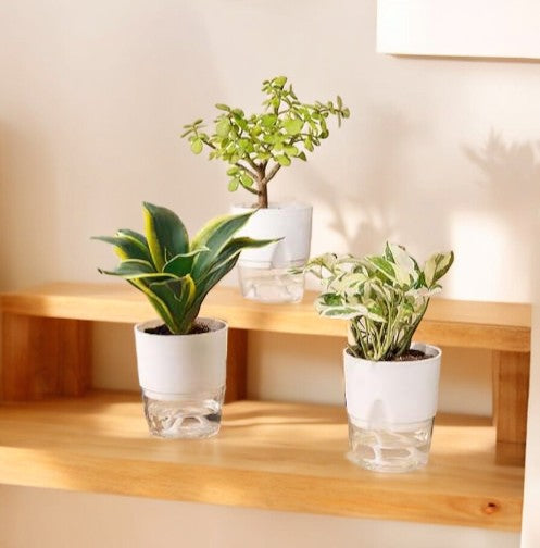 Buy indoor plants online Bangalore