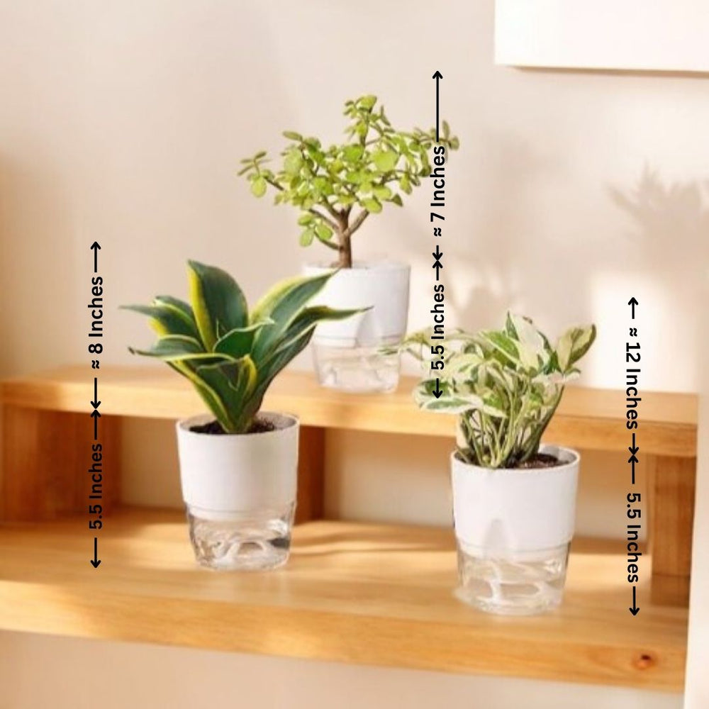 Best indoor plants for Bangalore homes
