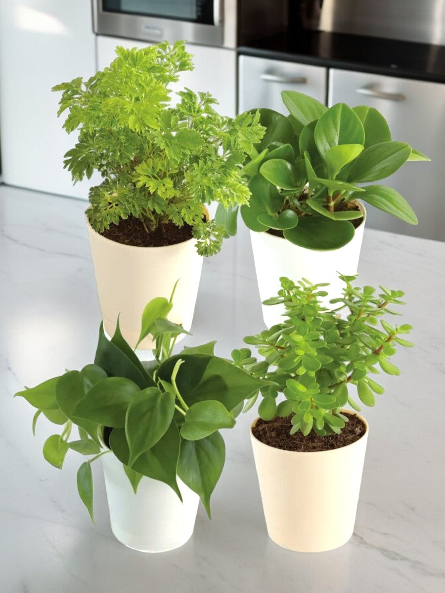 Air Purifier Combo(Jade mini, Philodendron Oxycardium green, Peperomia green & Aralia Golden)