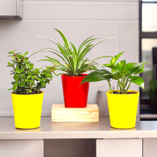 Air Purifier Combo (Jade & Spider And Money Plant)