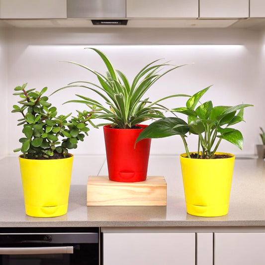Air Purifier Plants Combo (Jade & Spider And Money Plant)