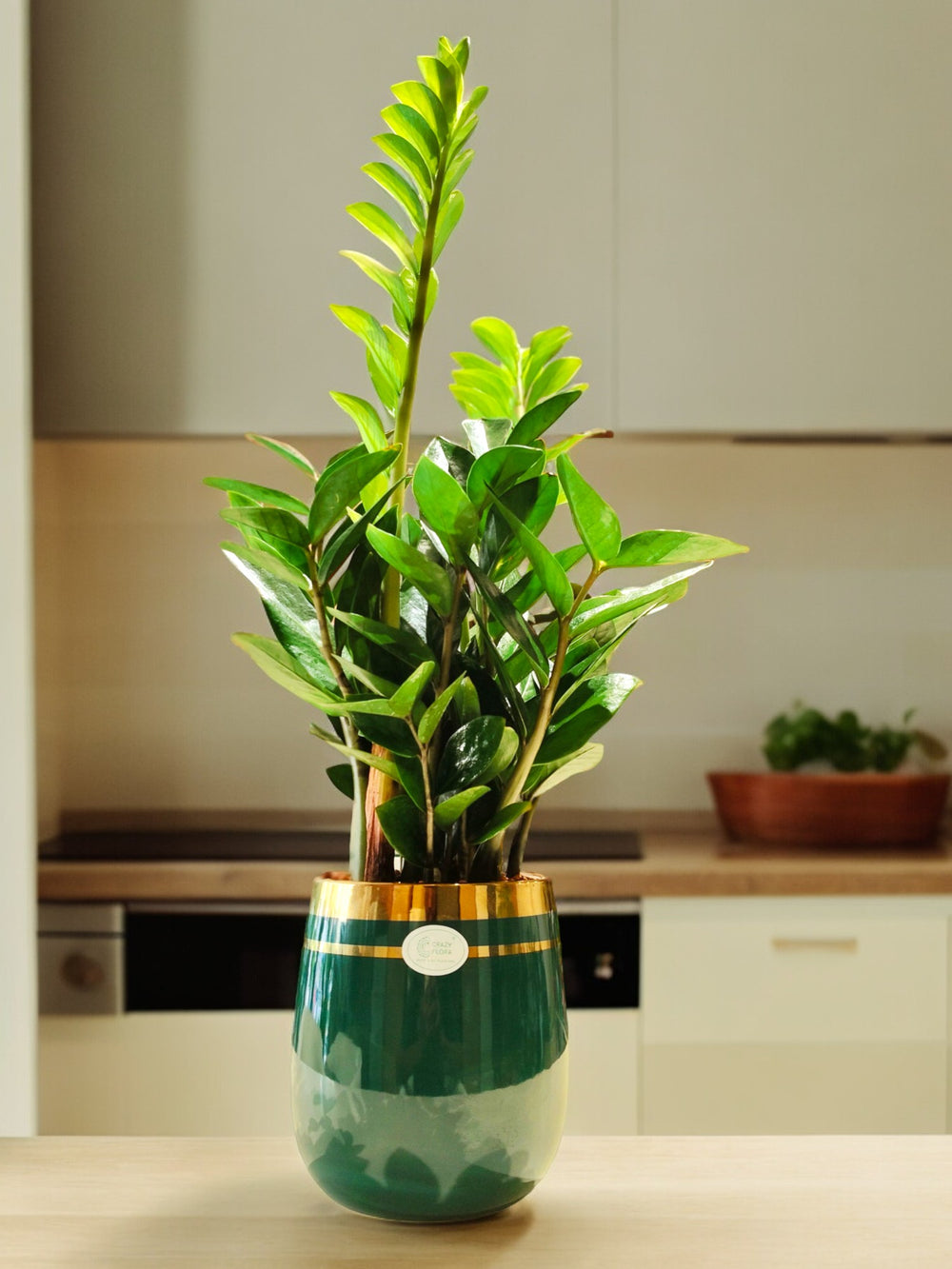 Indoor plants safe home delivery 