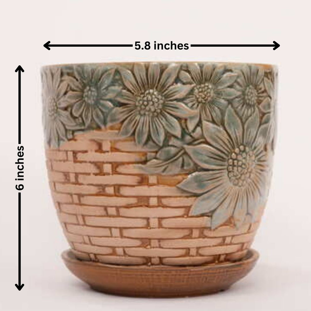 Bangalore planter shops