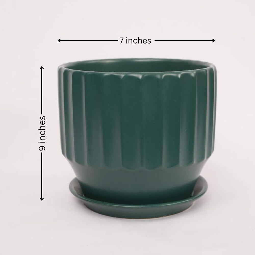 Bangalore planter shops
