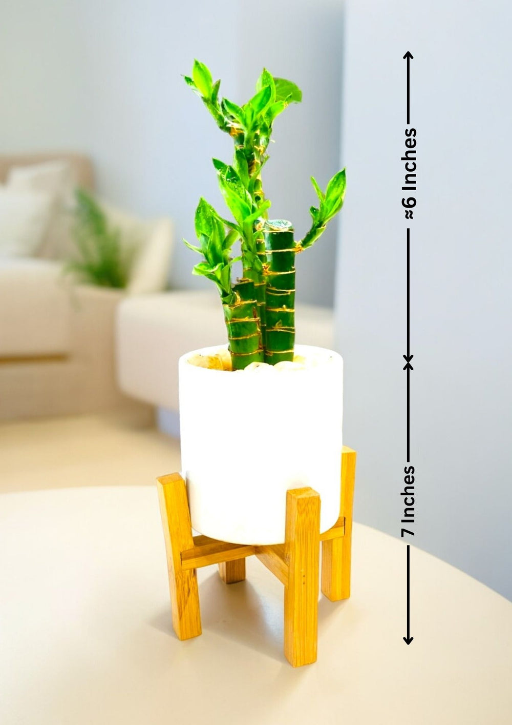 Plants Online in Bangalore for Sale
