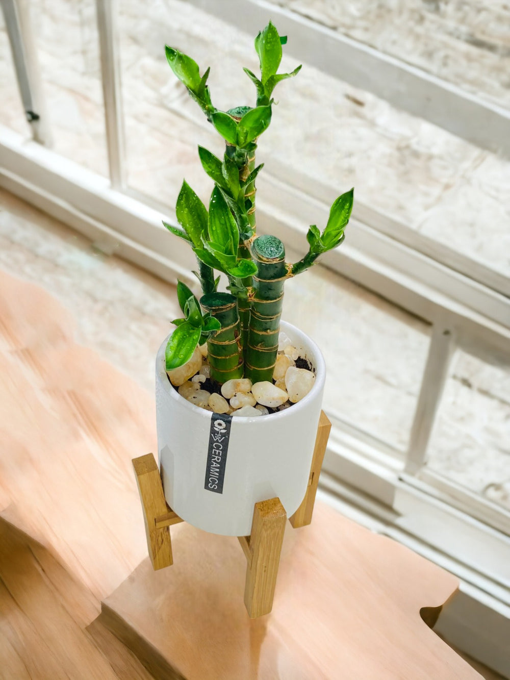 shop indoor plants in Bangalore