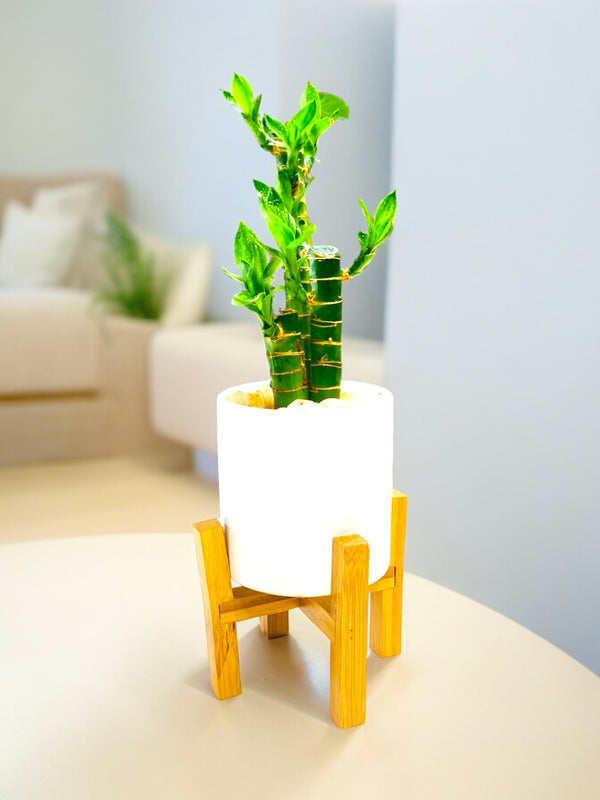 Indoor Plants for Home in Bangalore